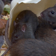 Image for article titled Recipes for the Post-Apocalypse: How and why to eat rat meat